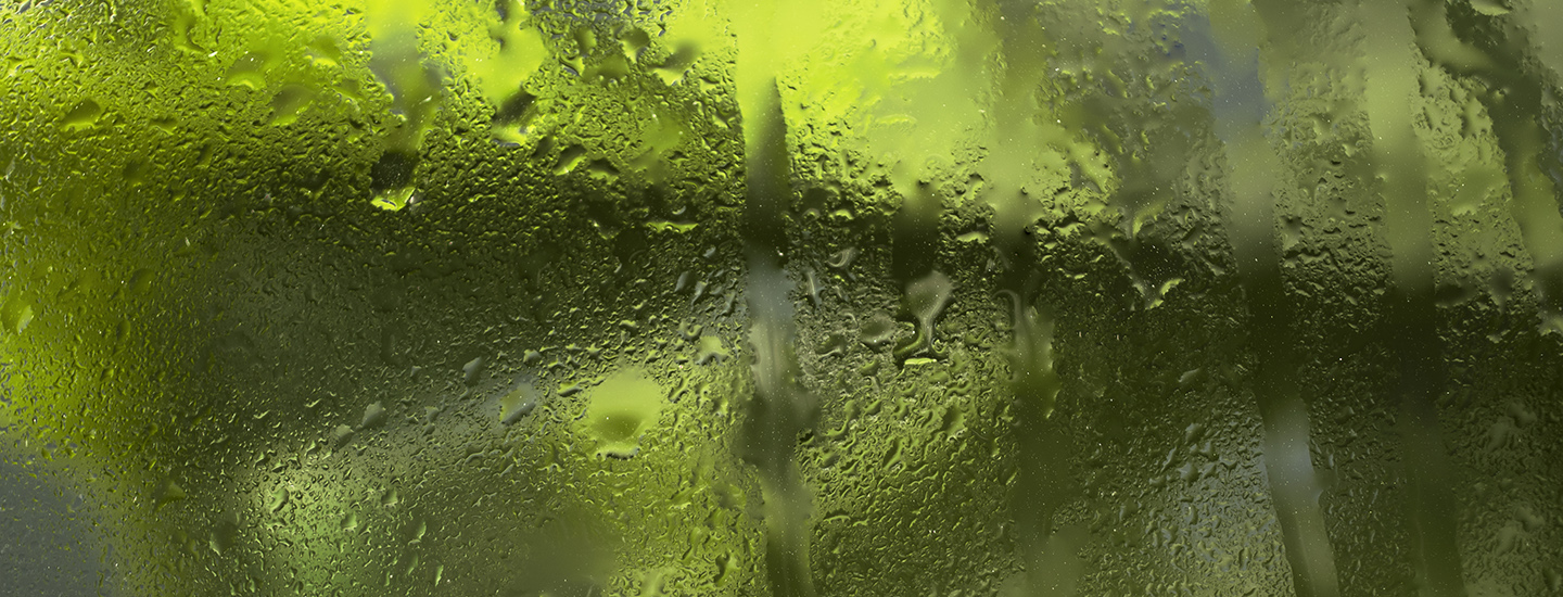 Grön växt bakom immigt glas, symboliserar miljö, klimat och transparens