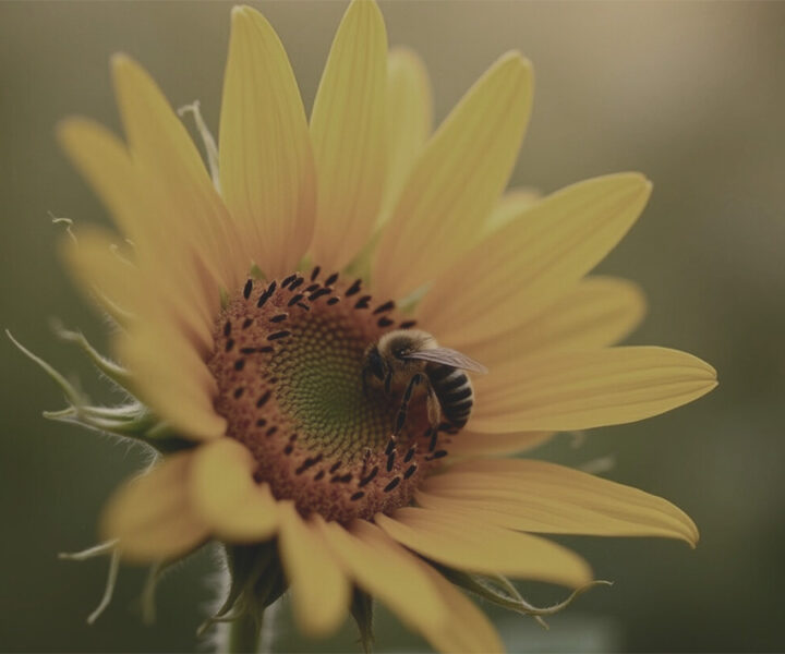 Bij die vriend met een zonnebloem.